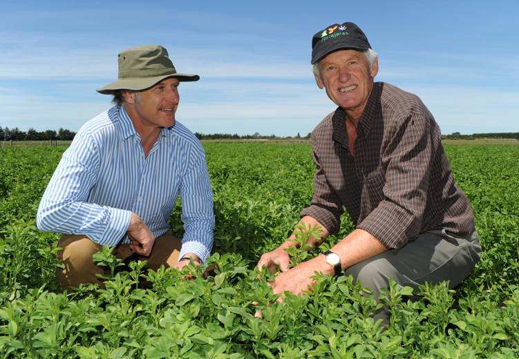 Andrew Johnston, Luisetti Seeds, and Keith Widdup, AgResearch, assessing the new Luisetti/Grasslanz cultivar in a dryland lucerne trial.