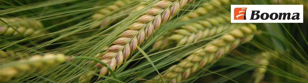 Luisetti_Seeds_Booma_Barley