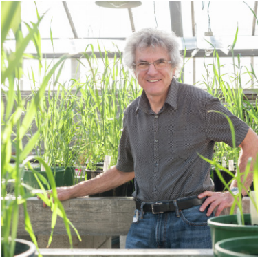 Image of Bill Griffin, standing among many green wheat plants in pots. The pots appear to be on tables. In the background a glass roof.