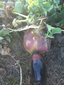 Image of a gumboot striking a swede twice the size of the foot. 