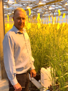 Vincent Luisetti with potential new cereal cultivars in the Sejet green house. (2nd Stage of the double haploid breeding process)