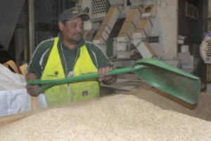 Willy Marsh, Machine Room Foreman from Northland has recently celebrated 10 years of service to Luisetti Seeds and oversees the operation of four seed cleaning lines in Ashburton
